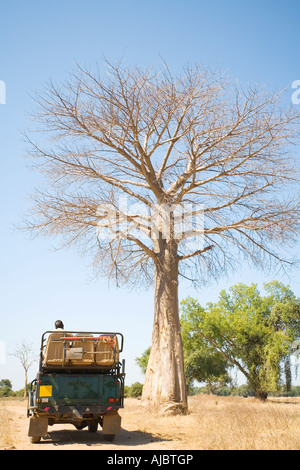 4 x 4 Fahrzeug unter einem jungen Baobab-Baum geparkt Stockfoto