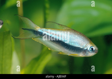 schwarzer Kaiser Tetra (Nematobrycon Palmeri), Schwimmen, Seitenansicht Stockfoto