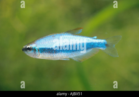 Kerri Tetra, blaue Kaiser (Inpaichthys Kerri), Männlich Stockfoto