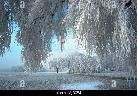 Silberweide (Salix Alba), Rauhreif auf Zweigen Stockfoto