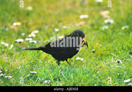 Amsel (Turdus Merula), männliche fangen Würmer auf Wiese mit Gänseblümchen Stockfoto