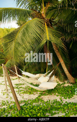 Leere Hängematten gebunden an Palmen am Strand Stockfoto