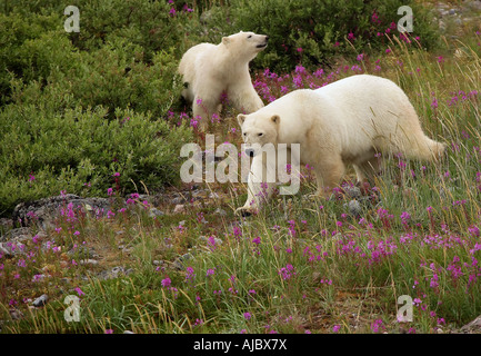 Eisbär (Ursus Maritimus)-Duo im Frühjahr Vegetation Stockfoto