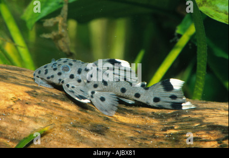 weiße Schatten trim, trim (Leporacanthicus Joselimai), auf grau Totholz Stockfoto