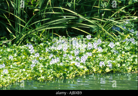 Waterhyacinth, gemeinsame Wasserhyazinthe (Eichhornia Crassipes), Ufer, Thailand Stockfoto