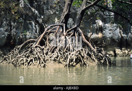 schwarze Mangrove (Avicennia Germinans), Luftwurzeln, Thailand Stockfoto