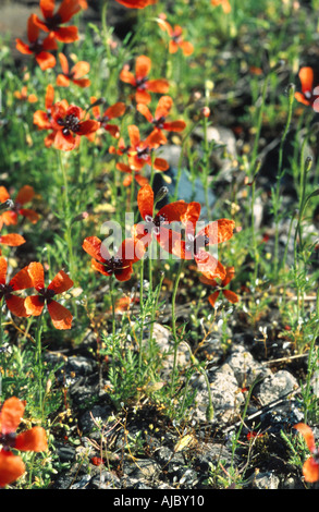 gefiederten Mohn, stachelige Mohnblume (Papaver Argemone), blühen, Deutschland, Rheinland, Neuss Stockfoto