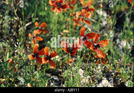 gefiederten Mohn, stachelige Mohnblume (Papaver Argemone), blühen, Deutschland, Rheinland, Neuss Stockfoto