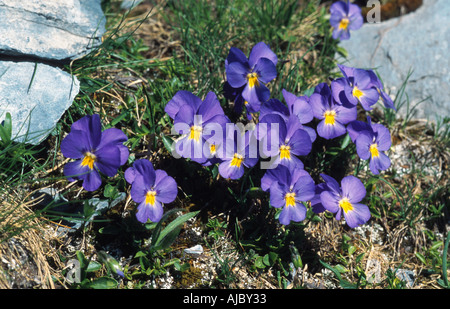 Schweizer Veilchen (Viola Calcarata), blühen, Schweiz, Flims Stockfoto