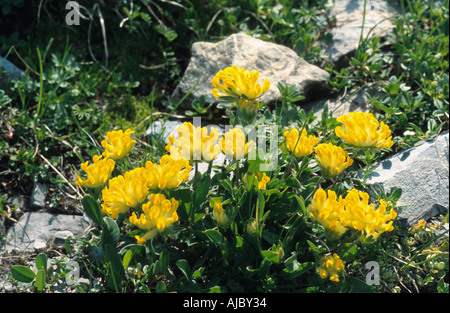 Niere Wicke (Anthyllis Vulneraria SSP. Alpestris), blühen, Schweiz, Flims Stockfoto