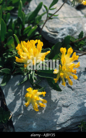 Niere Wicke (Anthyllis Vulneraria SSP. Alpestris), blühen, Schweiz, Flims Stockfoto