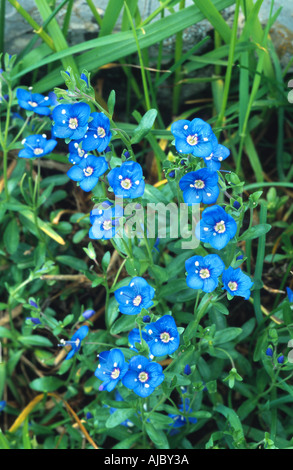 Felsen-Ehrenpreis (Veronica Fruticans), blühen, Schweiz Stockfoto