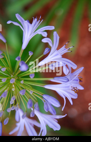Agapanthus Blüten (Agapanthus Praecox) Stockfoto