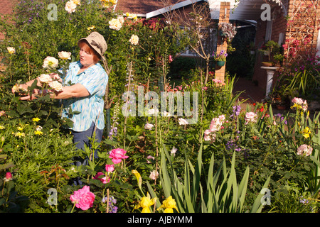 Reife Frau tendenziell ihre Rose Garten Stockfoto