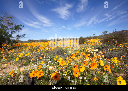 Bereich der bunte Namaqualand Gänseblümchen (Dimorphotheca Sinuata) Scenic Stockfoto