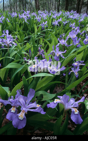 Porträt von Crested Zwergiris (Iris Cristata) Blumen Stockfoto