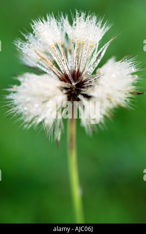 Löwenzahn (Taraxacum Officinale) Saatgut Kopf bedeckt im Tau Stockfoto