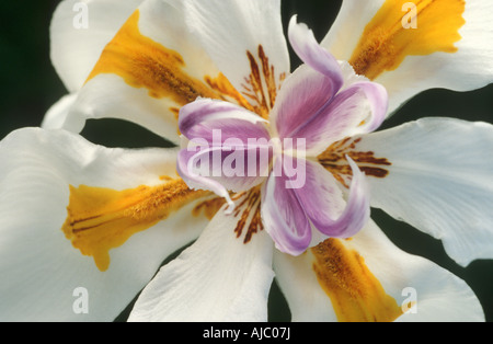 Große wilde Iris in voller Blüte - Nahaufnahme Stockfoto