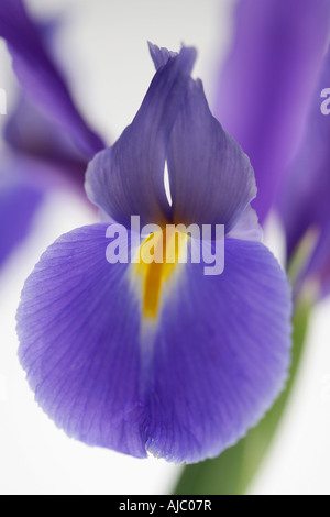 Nahaufnahme von einem lila Lilly Stockfoto