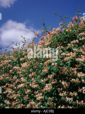 Geißblatt Blüten vor blauem Himmel Stockfoto