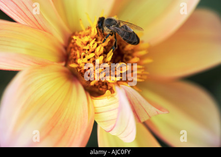 Nahaufnahme einer Honigbiene (Apis Mellifera) sammeln von Pollen aus ein Dahlia Pinnata Blume Stockfoto