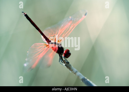 High Angle View einer Red-Veined Dropwing Libelle (Trithemis Arteriosa) auf einem Stick Stockfoto