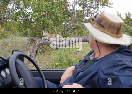 Mann beobachtet ein Leopard auf einem Ast aus dem Fahrersitz eines offenen Spiel Fahrzeugs Stockfoto