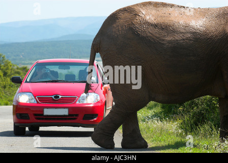 Man einen afrikanischen Elefanten (Loxodonta Africana) überqueren einer Straße vor einem roten Auto zu fotografieren. Stockfoto