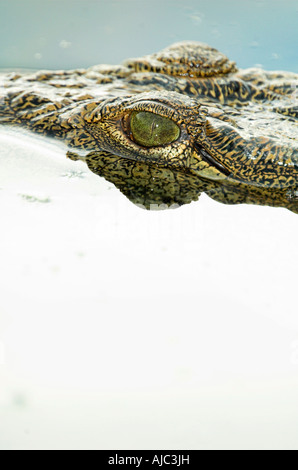 Nil-Krokodil (Crocodilus Niloticus) untergetauchte im Wasser Stockfoto