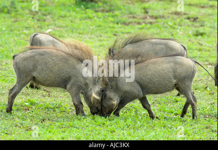 Vier junge Warzenschweine (Phacochoerus Africanus) Herumspielen Stockfoto