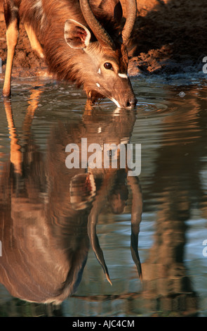 Männliche Nyala Bull trinken am Wasserloch Stockfoto