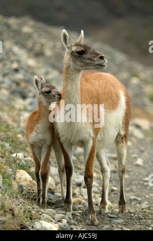 Guanako (Lama Guanicoe) Mutter mit Baby am Hang Stockfoto