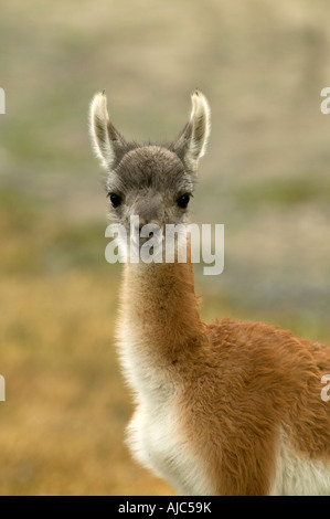 Einsamer Guanako (Lama Guanicoe) in die Kamera schaut Stockfoto