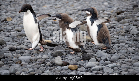 Während der Mauser Adelie Penguin (Pygoscelis Adeliae) Mutter und Küken Stockfoto