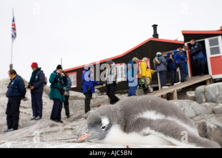 Touristen, die ein Gentoo Penguin (Pygoscelis Papua) am Sockel A anzeigen Stockfoto