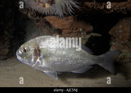 künstliche, aus Goldbrasse (Sparus Aurata, Sparus Auratus), Schwimmen Stockfoto