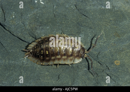 gemeinsamen Assel, gemeinsame Sowbug, grauen Garten Assel (Oniscus Asellus) auf Stein Stockfoto