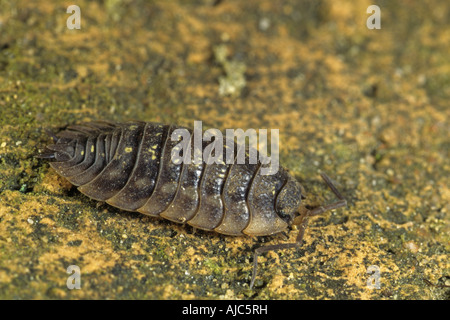 gemeinsamen Assel, gemeinsame Sowbug, grauen Garten Assel (Oniscus Asellus) auf Stein Stockfoto