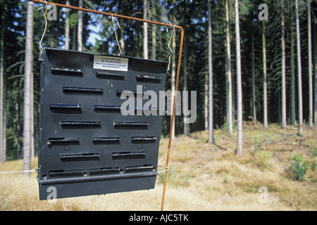Falle für Rinde Beeltes im Fichtenwald, Pheromon-Falle Stockfoto