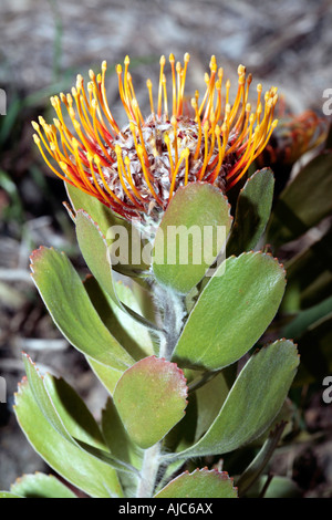 Mossel Bay Nadelkissen / große getuftet Nadelkissen Blume [breit gefasst Nadelkissen Gruppe] - Leucospermum Praecox - Familie Proteaceae Stockfoto