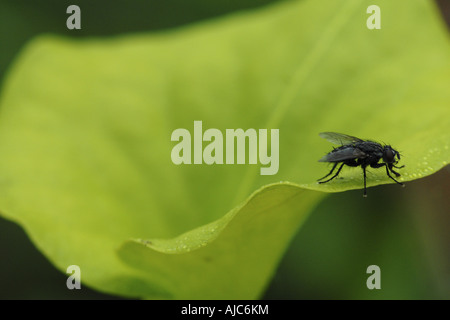 gelbe Schlauchpflanze, Jäger Horn (Sarracenia Flava), Trichter Blatt mit Fliege Stockfoto