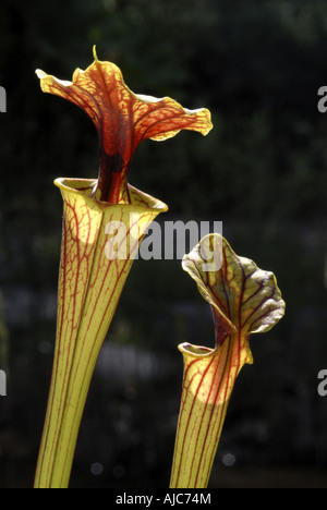 gelbe Schlauchpflanze, Jäger Horn (Sarracenia Flava), Trichter Blatt, Eingang mit Kappe Stockfoto