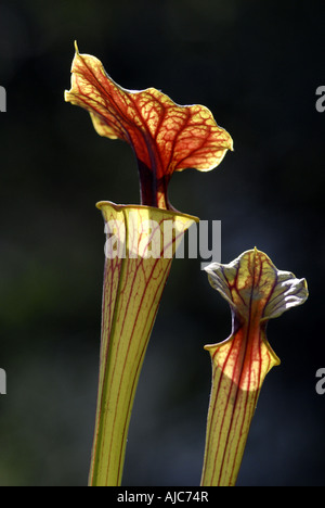 gelbe Schlauchpflanze, Jäger Horn (Sarracenia Flava), Trichter Blatt, Eingang mit Kappe Stockfoto