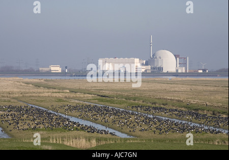 Weißwangengans (Branta Leucopsis), Herde, in der Hintergrund Kraftwerk Brokdorf, Deutschland, Schleswig-Holstein, Nordsee Stockfoto