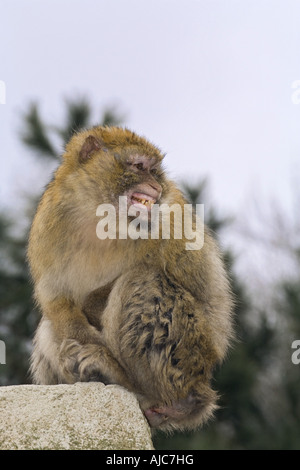 Barbary Affe, Berberaffe (Macaca Sylvanus), droht Stockfoto