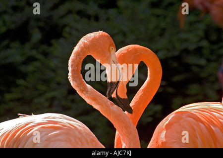 Rosaflamingo, American Flamingo (Phoenicopterus Ruber Ruber), Porträt von zwei Personen Stockfoto