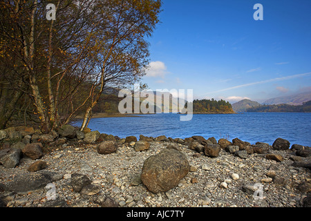 Blick auf eines der vielen Inseln von Thirlmere Reservoir mit Silber Birken im Vordergrund Seenplatte Cumbria Stockfoto