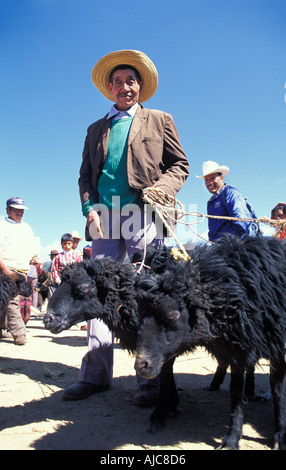 San Francisco El Alto Markt den größten Markt in Guatemala ein Mann aus Momostenango, die schwarzen Schafe zu verkaufen Stockfoto