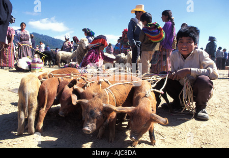 San Francisco El Alto Markt Hochland von Guatemala den größten Markt in Guatemala Verkauf Ferkel Stockfoto