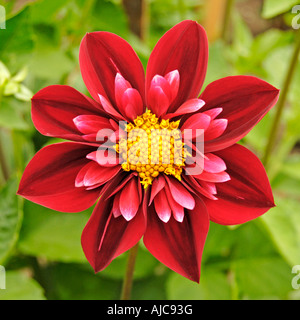 Collerette Dahlia 'Don Hill' Stockfoto